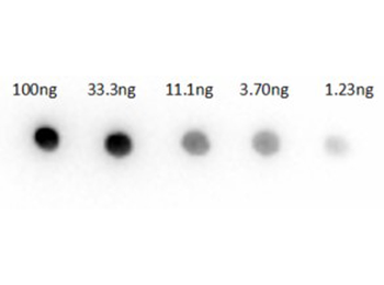 Rabbit IgG (H&L) Antibody