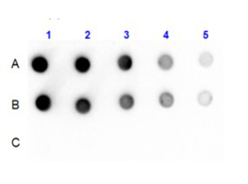Rabbit IgG Fc Antibody Pre-Adsorbed