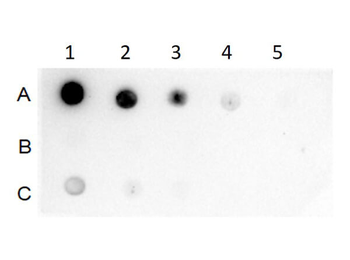 Rabbit IgG Fc Antibody Pre-Adsorbed