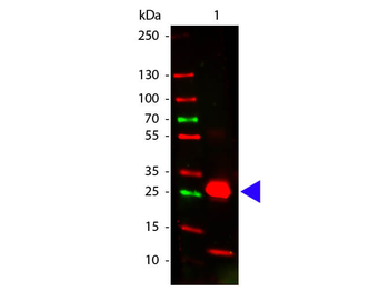 Rabbit IgG Fc Antibody Pre-Adsorbed