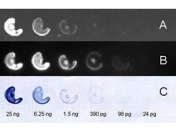 Rabbit IgG (H&L) Secondary Antibody Fluorescein Conjugated