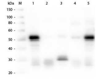Rabbit IgG (H&L) Antibody Fluorescein Conjugated Pre-Adsorbed