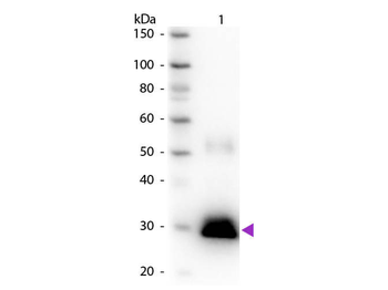 Rabbit IgG Fc Antibody Peroxidase Conjugated