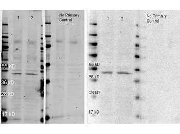Rabbit IgG (H&L) Antibody Peroxidase Conjugated Pre-Adsorbed