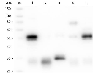 Rabbit IgG (H&L) Antibody Peroxidase Conjugated Pre-Adsorbed