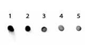 Rabbit IgG (H&L) Antibody Alkaline Phosphatase Conjugated