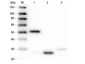 Rabbit IgG (H&L) Antibody Biotin Conjugated Pre-Adsorbed