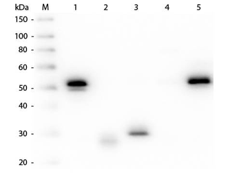 Rabbit IgG (H&L) Antibody Fluorescein Conjugated Pre-Adsorbed