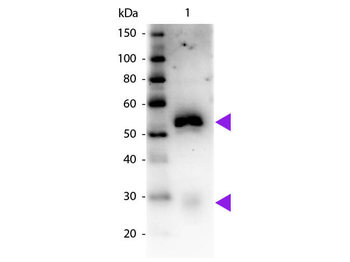 Rabbit IgG (H&L) Antibody Peroxidase Conjugated Pre-Adsorbed