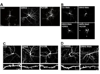 Rabbit IgG (H&L) Antibody Biotin Conjugated Pre-Adsorbed