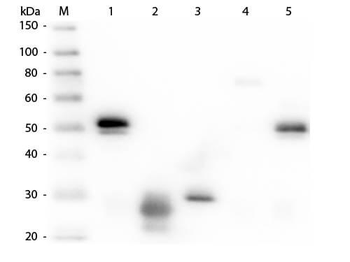 Rabbit IgG (H&L) Antibody Fluorescein Conjugated Pre-Adsorbed