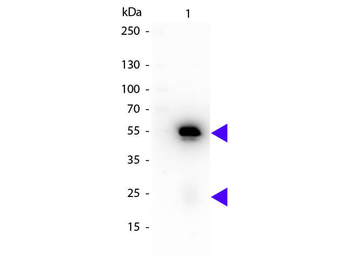 Rabbit IgG (H&L) Antibody Peroxidase Conjugated Pre-Adsorbed
