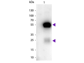 Rabbit IgG (H&L) Antibody Peroxidase Conjugated