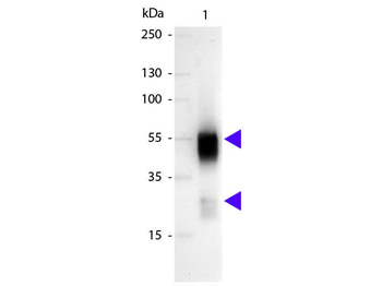 Rabbit IgG (H&L) Antibody Alkaline Phosphatase Conjugated