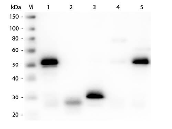 Rabbit IgG (H&L) Antibody Texas Red Conjugated