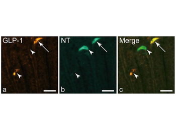 Rabbit IgG (H&L) Antibody Rhodamine Conjugated Pre-Adsorbed