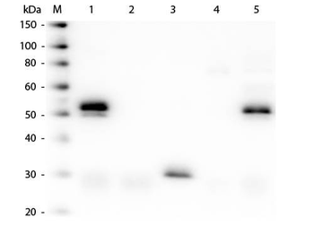 Rabbit IgG (H&L) Antibody Fluorescein Conjugated Pre-Adsorbed
