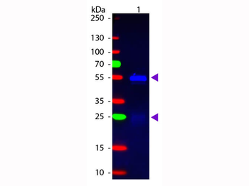 Rabbit IgG (H&L) Antibody Fluorescein Conjugated Pre-Adsorbed