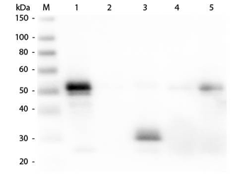 Rabbit IgG Fc Antibody Alkaline Phosphatase Conjugated