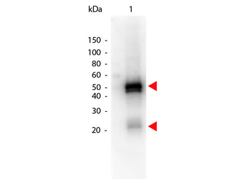 Rabbit IgG (H&L) Antibody Peroxidase Conjugated