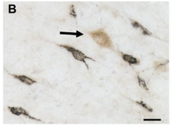 Rabbit IgG (H&L) Antibody Biotin Conjugated