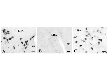 Rabbit IgG (H&L) Antibody Biotin Conjugated