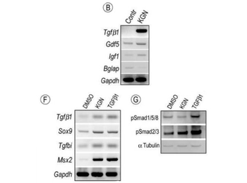 Rabbit IgG (H&L) Antibody Biotin Conjugated