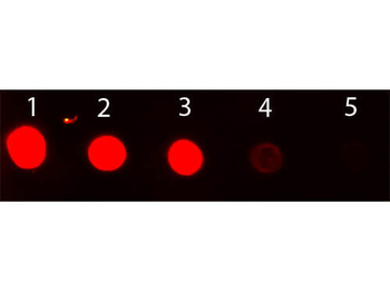 Rabbit IgG (H&L) Antibody Fluorescein Conjugated