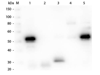 Rabbit IgG (H&L) Antibody Alkaline Phosphatase Conjugated