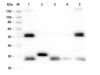 Rat IgG (H&L) Antibody Fluorescein Conjugated Pre-Adsorbed
