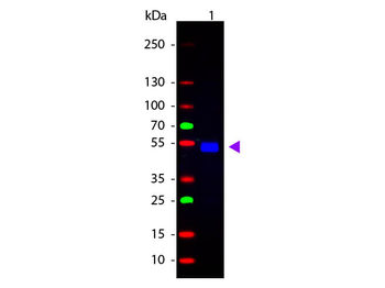 Rat IgG (H&L) Antibody Fluorescein Conjugated Pre-Adsorbed