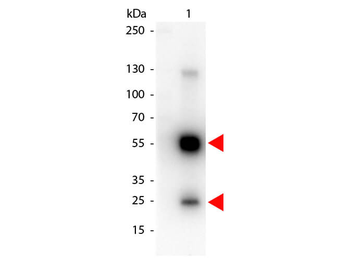 Rat IgG (H&L) Antibody Peroxidase Conjugated Pre-Adsorbed