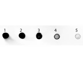 Rat IgG (H&L) Antibody Alkaline Phosphatase Conjugated Pre-Adsorbed