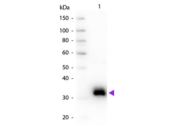 Rat IgG Fc Antibody
