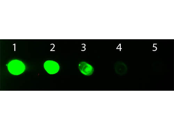 Rat IgG Fc Antibody Fluorescein Conjugated
