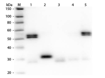 Rat IgG (H&L) Antibody Peroxidase Conjugated Pre-Adsorbed