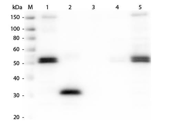 Rat IgG Fc Antibody Fluorescein Conjugated