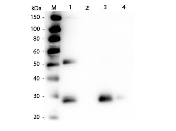 Rat IgG F(ab')2 Antibody Peroxidase Conjugated