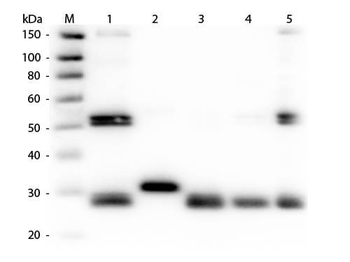Rat IgG (H&L) Antibody Peroxidase Conjugated Pre-Adsorbed