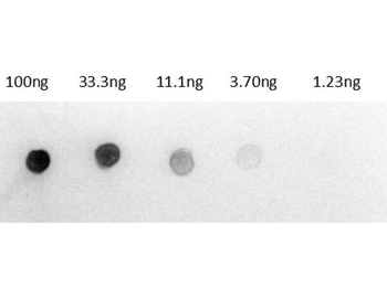 Rat IgG (H&L) Antibody Alkaline Phosphatase Conjugated Pre-Adsorbed