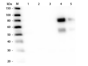 Rat IgG Antibody Biotin Conjugated