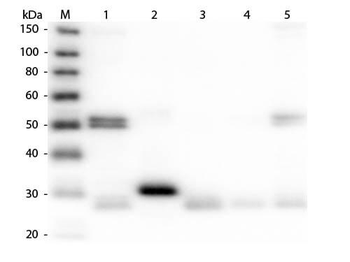 Rat IgG (H&L) Antibody Biotin Conjugated Pre-Adsorbed