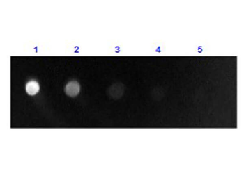 Sheep IgG F(ab')2 Antibody Fluorescein Conjugated
