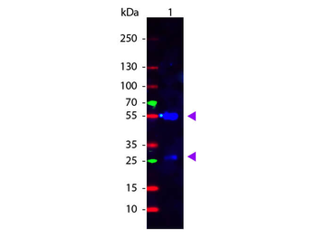 Sheep IgG (H&L) Secondary Antibody Fluorescein Conjugated Pre-Adsorbed
