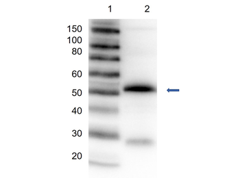 Sheep IgG (H&L) Antibody Peroxidase Conjugated