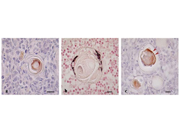 Sheep IgG F(ab')2 Antibody Peroxidase Conjugated