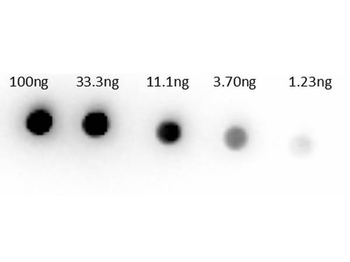 Sheep IgG (H&L) Secondary Antibody Biotin Conjugated Pre-Adsorbed