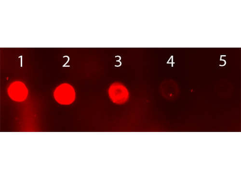 Sheep IgG (H&L) Antibody Fluorescein Conjugated