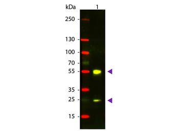 Sheep IgG (H&L) Antibody Texas Red Conjugated