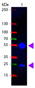 Swine IgG (H&L) Antibody Fluorescein Conjugated